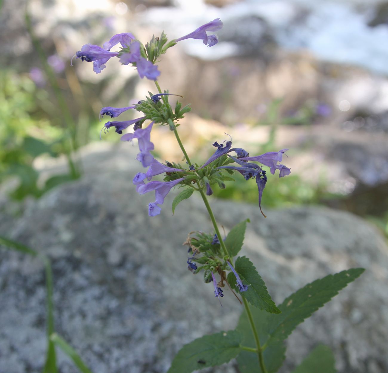 Image of Nepeta sibirica specimen.