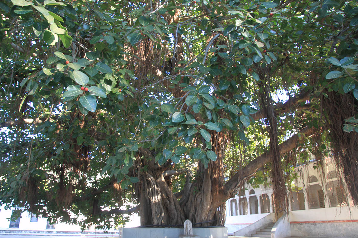 Image of Ficus benghalensis specimen.