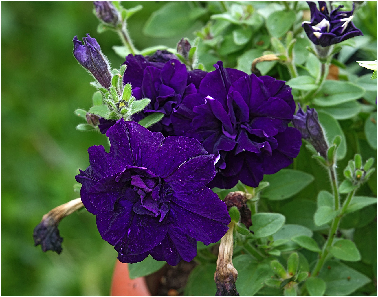 Изображение особи Petunia &times; hybrida.