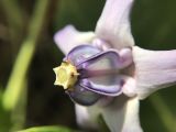 Calotropis gigantea