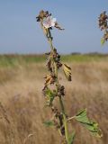 Althaea officinalis