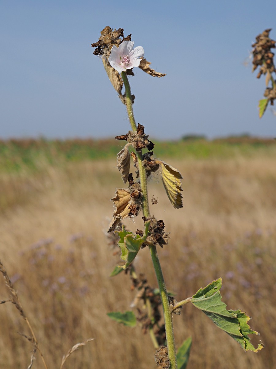 Изображение особи Althaea officinalis.