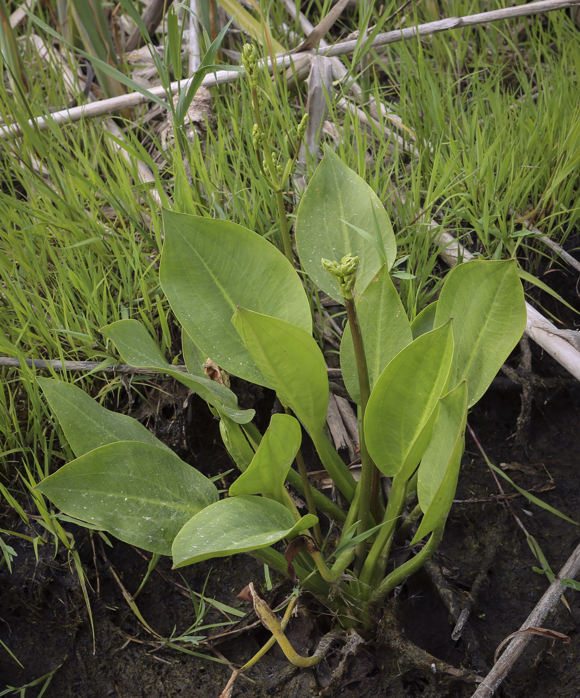 Image of Alisma plantago-aquatica specimen.