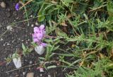 Chamaenerion colchicum