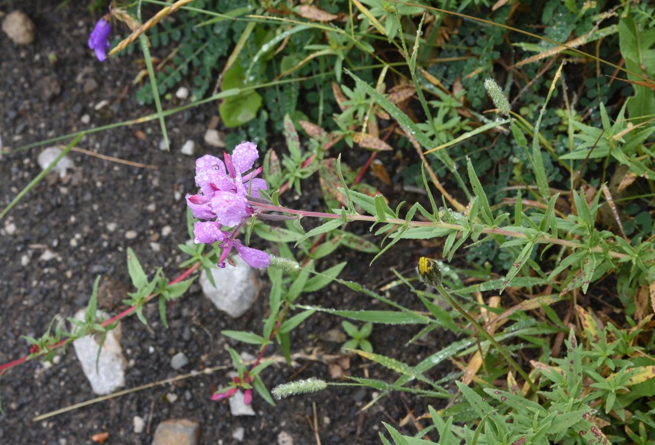 Image of Chamaenerion colchicum specimen.