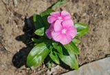 Catharanthus roseus. Цветущее растение. Черногория, Бар, в культуре. 09.07.2011.