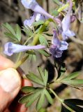 Corydalis turtschaninovii