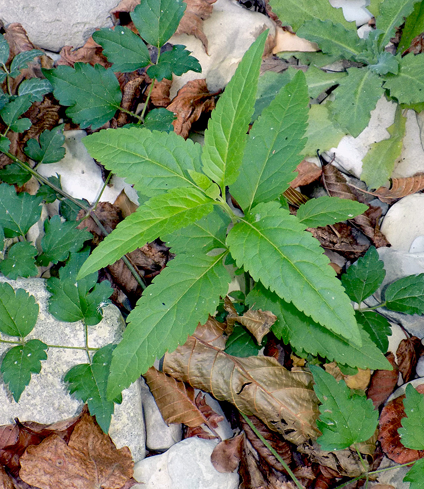 Изображение особи Scrophularia nodosa.