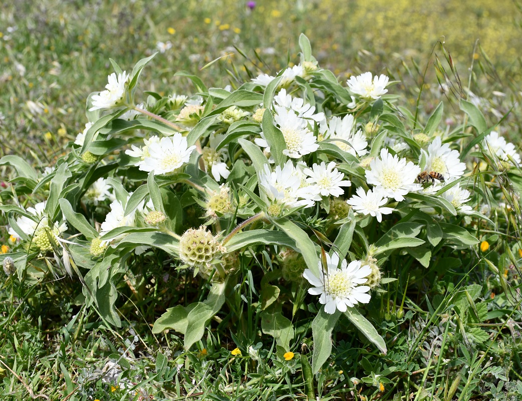 Изображение особи Lomelosia prolifera.