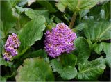 Bergenia crassifolia