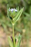 Asperula arvensis