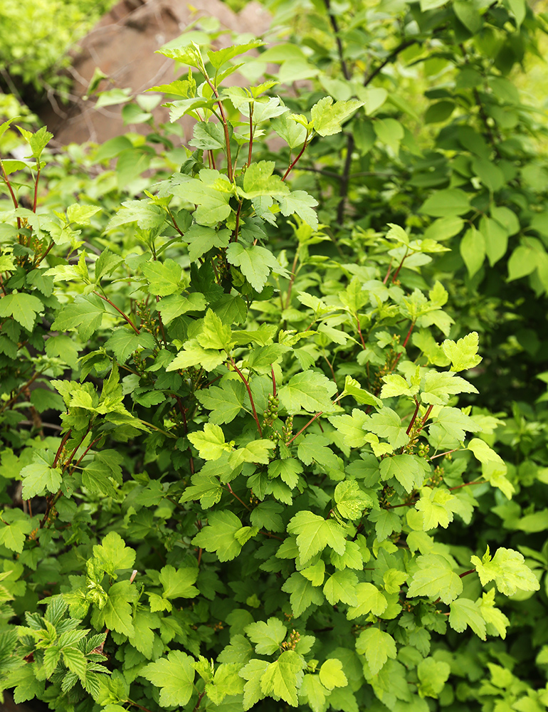 Image of Ribes komarovii specimen.
