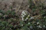 Galium humifusum. Цветки. Кабардино-Балкария, Эльбрусский р-н, левый берег р. Баксан, окр. с. Былым, выс. 1100 м н.у.м., сухой, остепненный участок. 25 июля 2022 г.