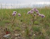 Limonium flexuosum. Отцветающие и плодоносящее растения. Забайкальский край, Ононский р-н, окр. оз. Зун-Торей, гора Куку-Хадан, горная степь. 26.06.2022.