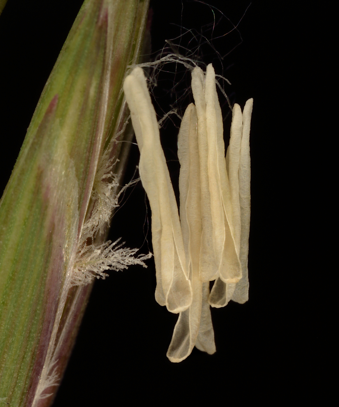 Image of Elytrigia repens specimen.