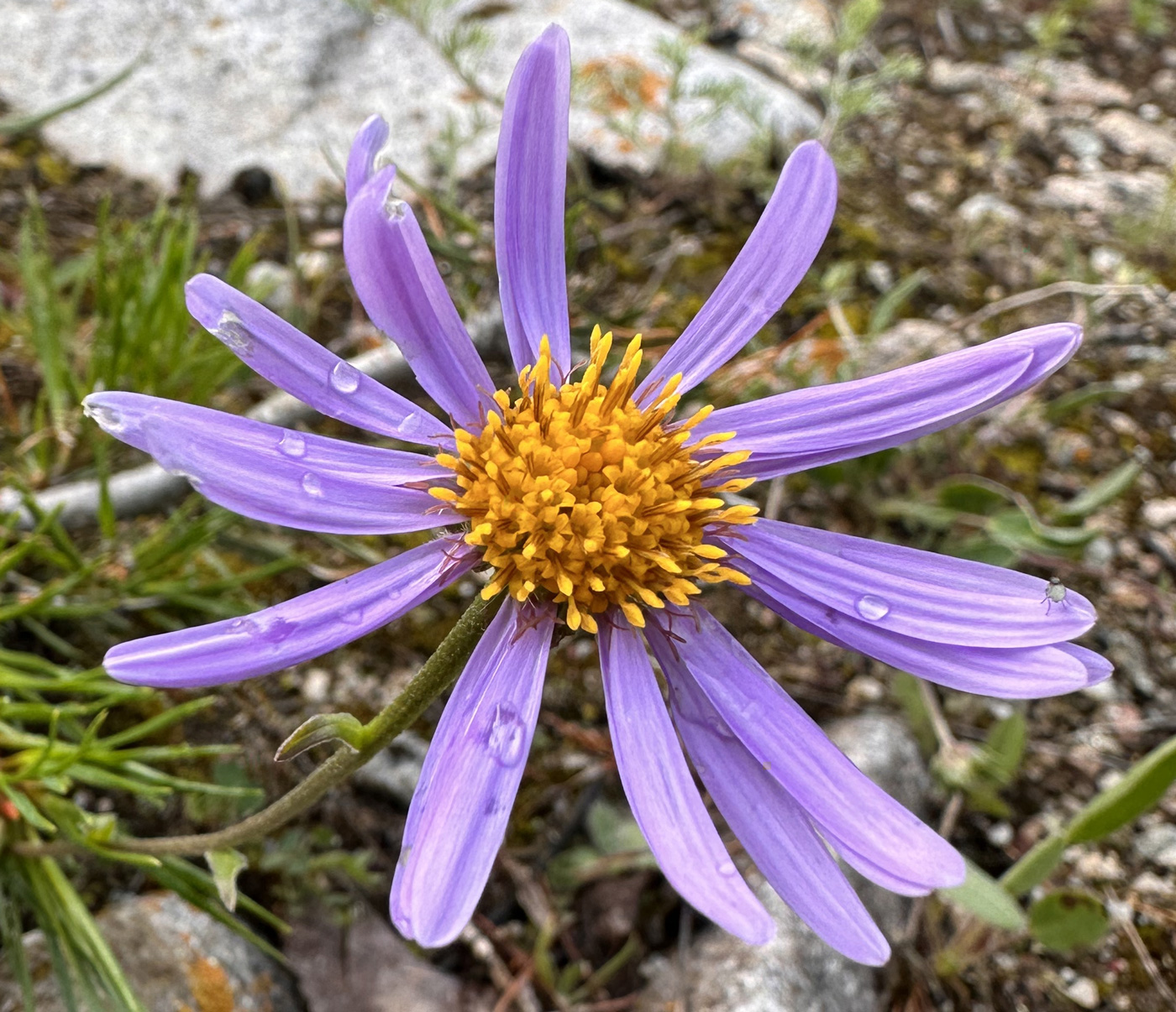 Image of genus Aster specimen.