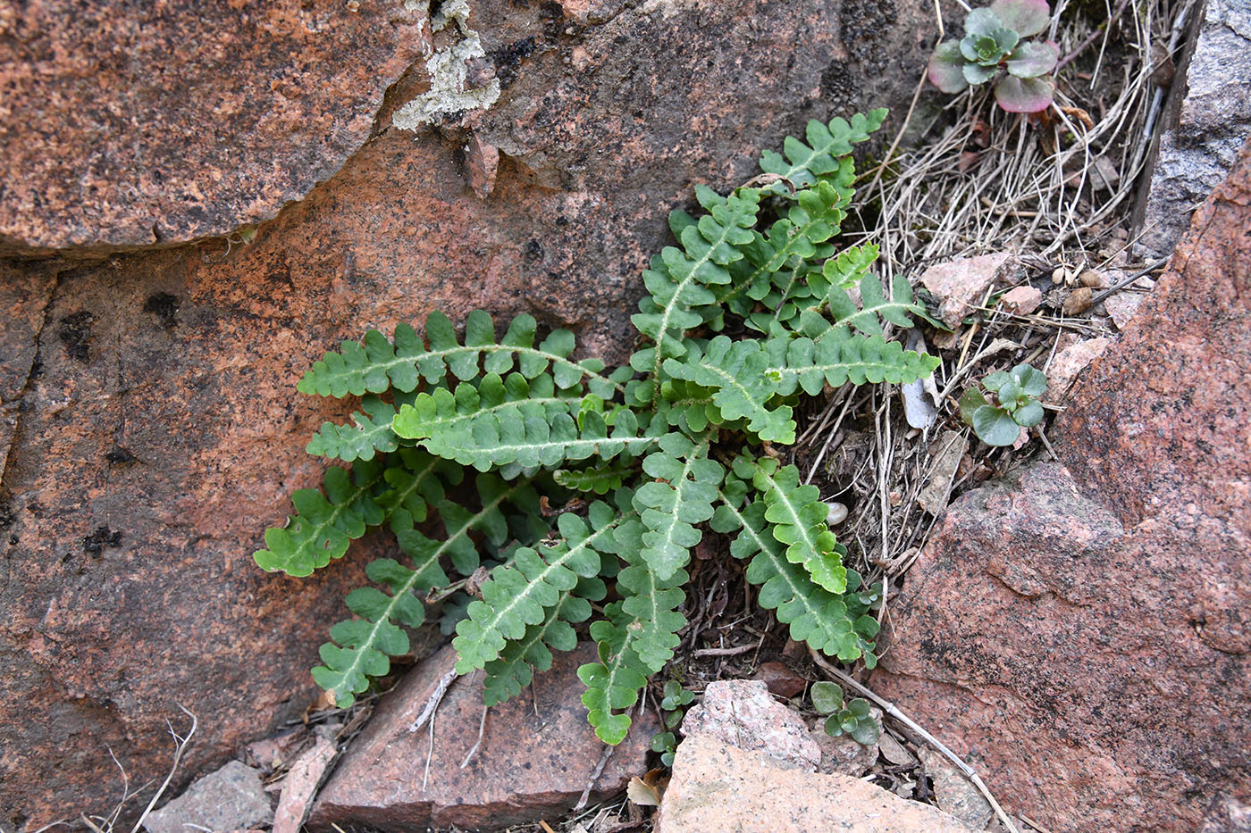 Image of Ceterach officinarum specimen.