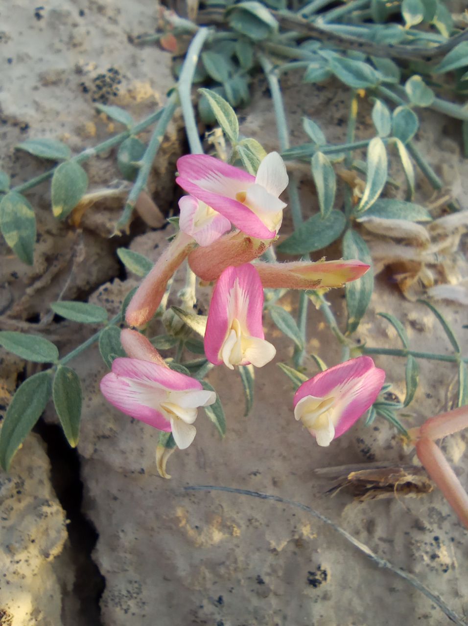 Image of Astragalus erioceras specimen.