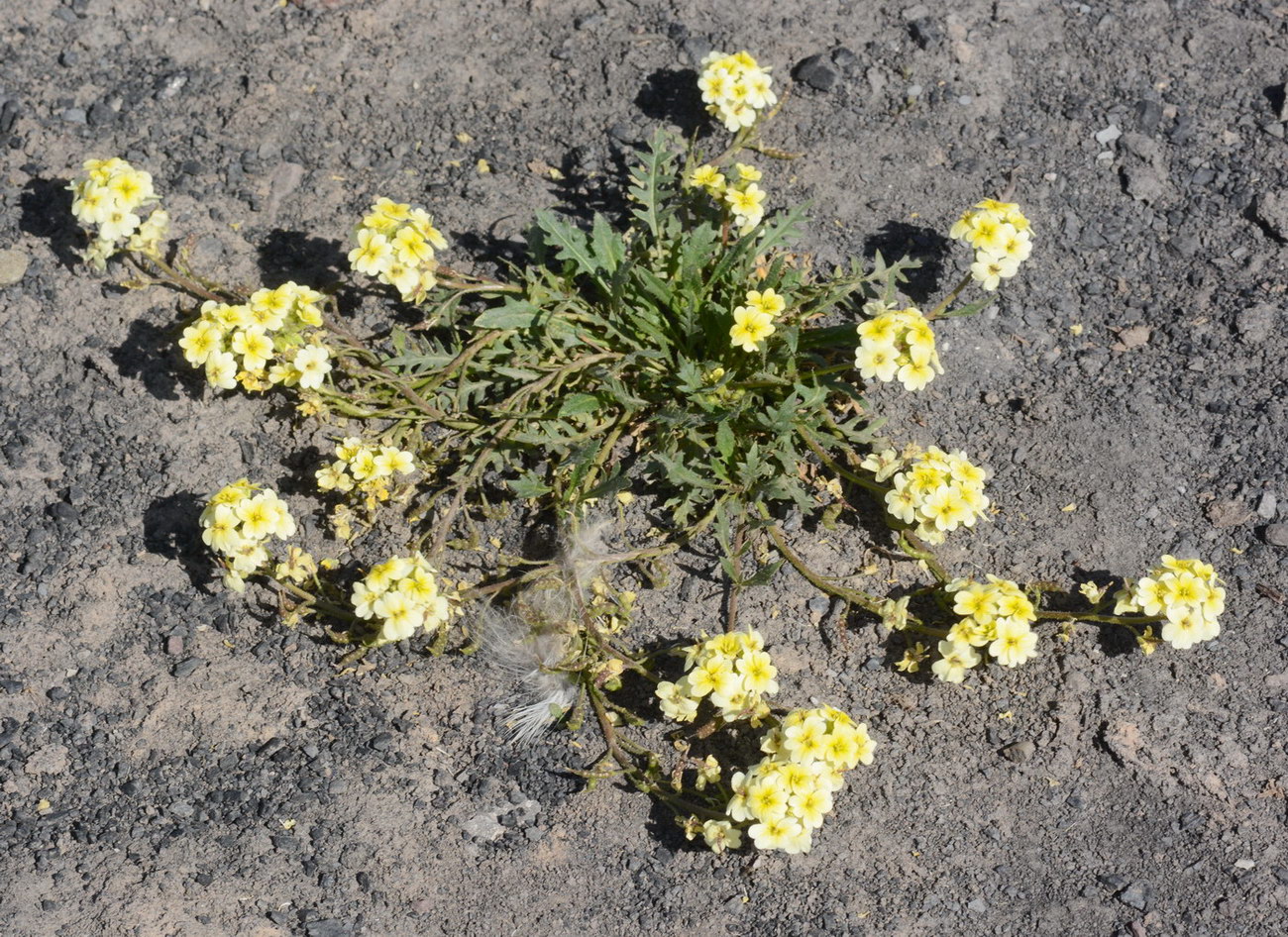 Image of Chorispora macropoda specimen.