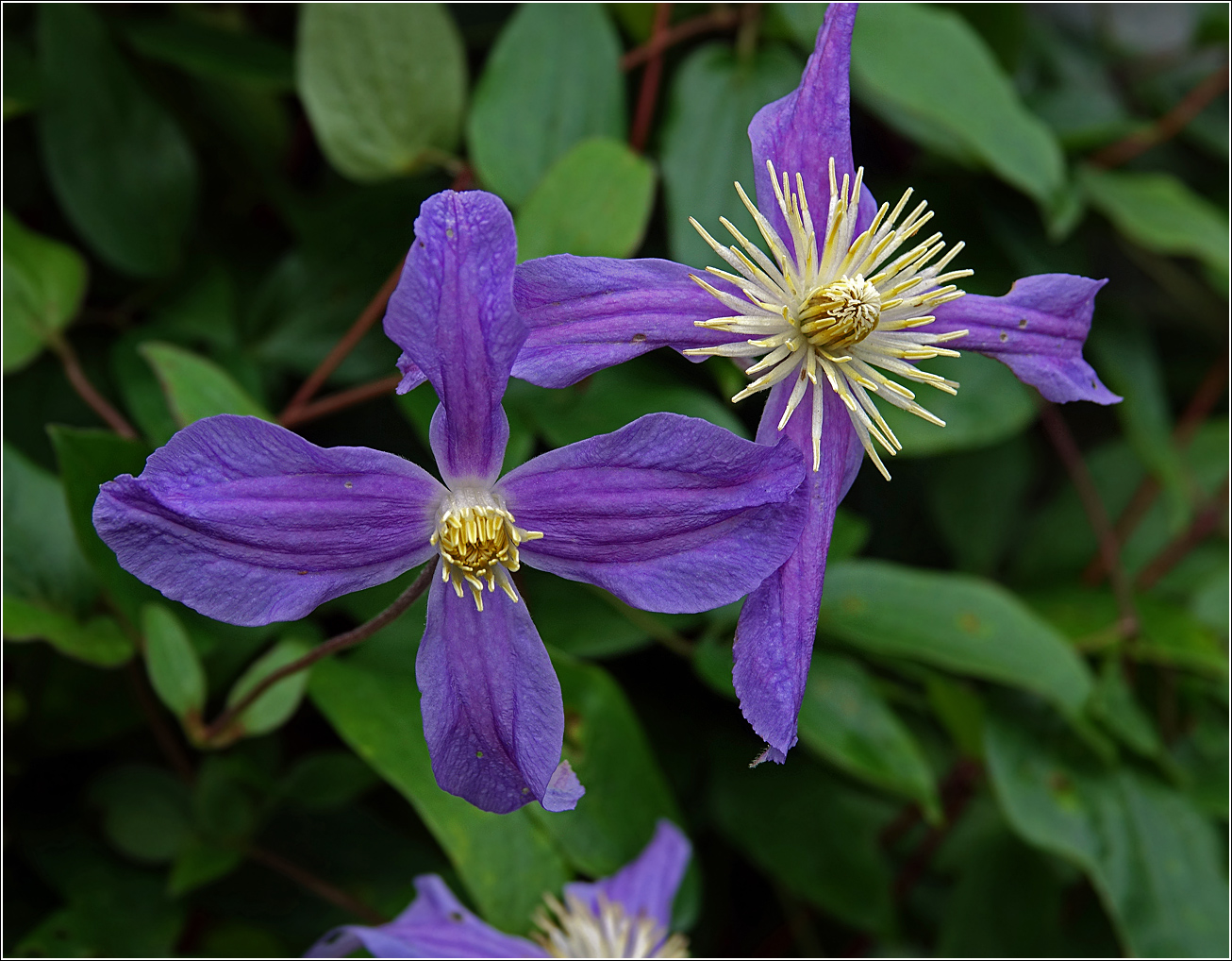 Image of Clematis × jackmanii specimen.