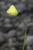 Papaver lapponicum