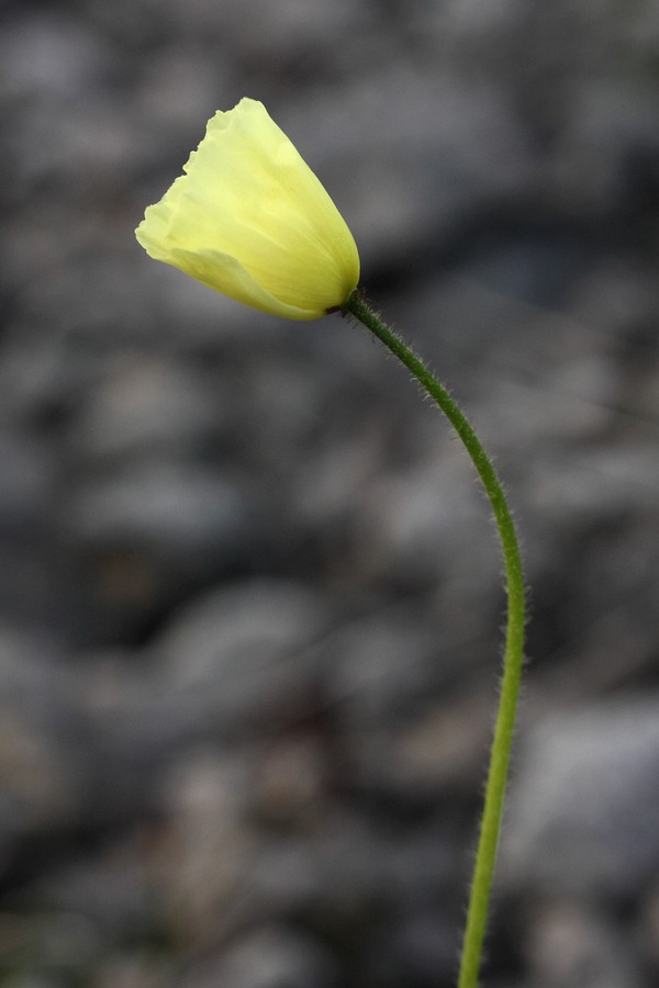 Изображение особи Papaver lapponicum.