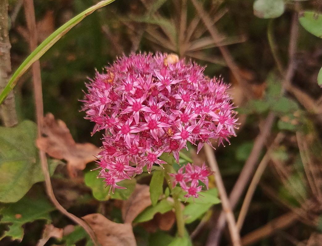 Изображение особи Hylotelephium triphyllum.