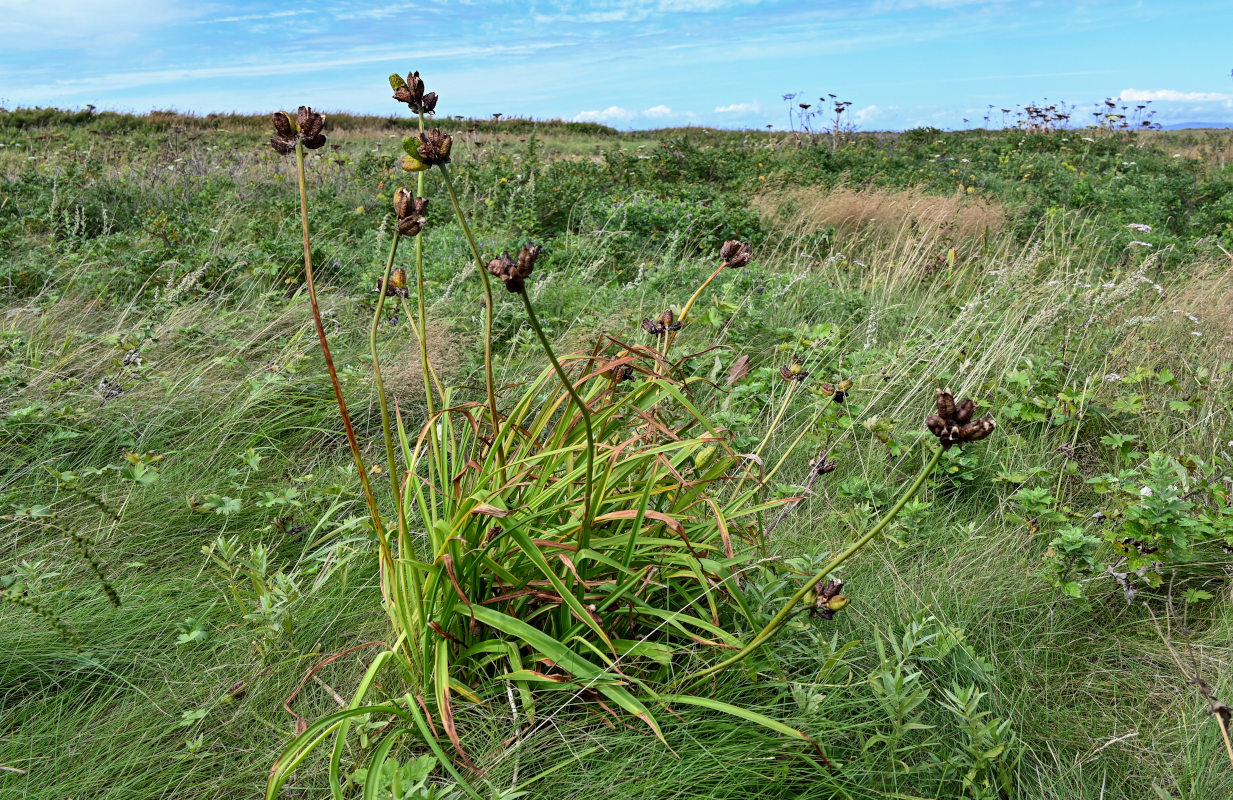 Image of Hemerocallis middendorffii specimen.