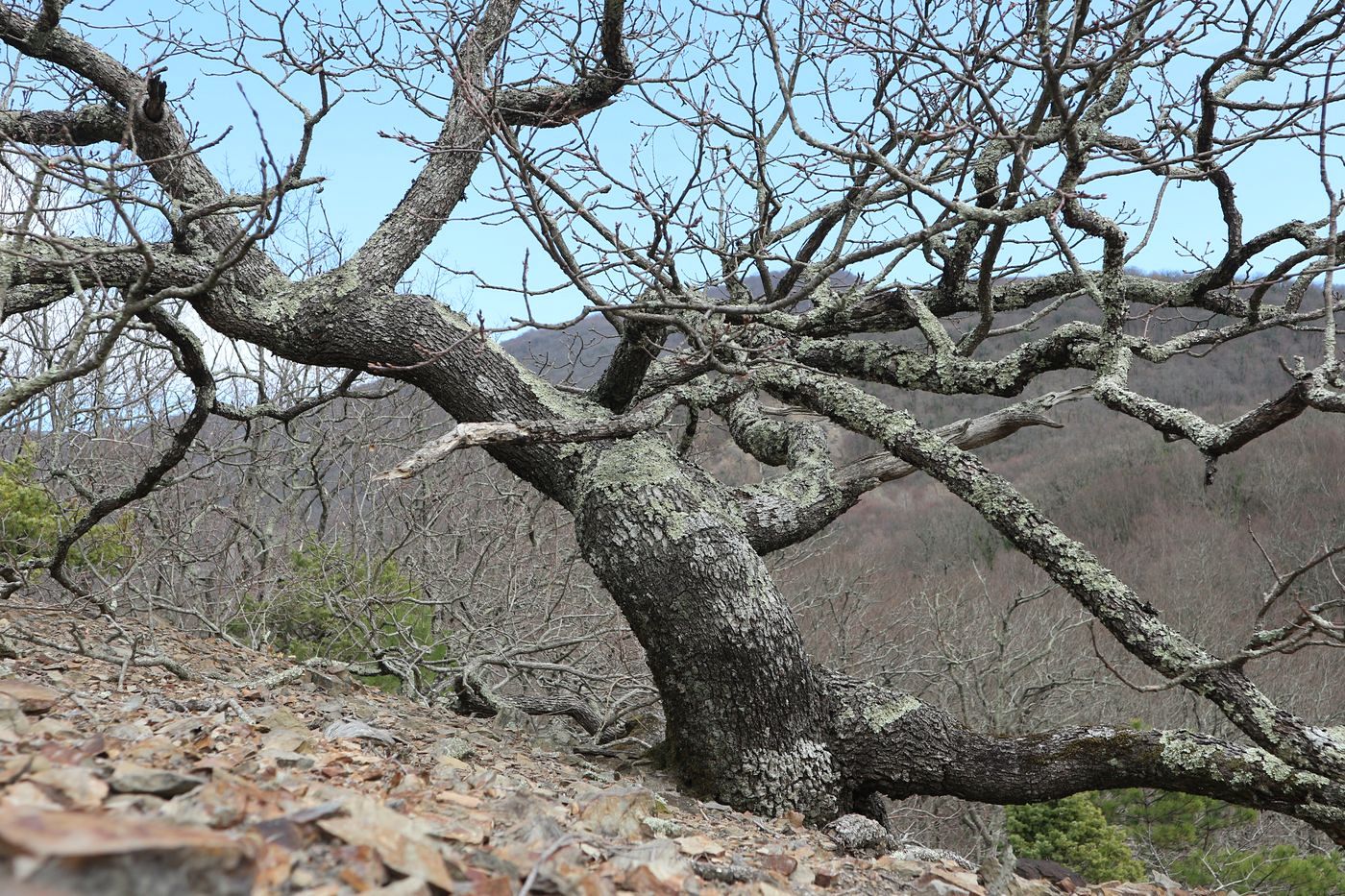 Изображение особи Quercus petraea.