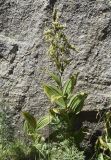 Veratrum album