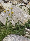 Bupleurum ranunculoides