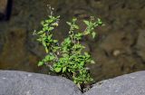 Adenostemma viscosum. Расцветающее растение. Египет, мухафаза Асуан, о-в Агилика, каменистый берег. 03.05.2023.
