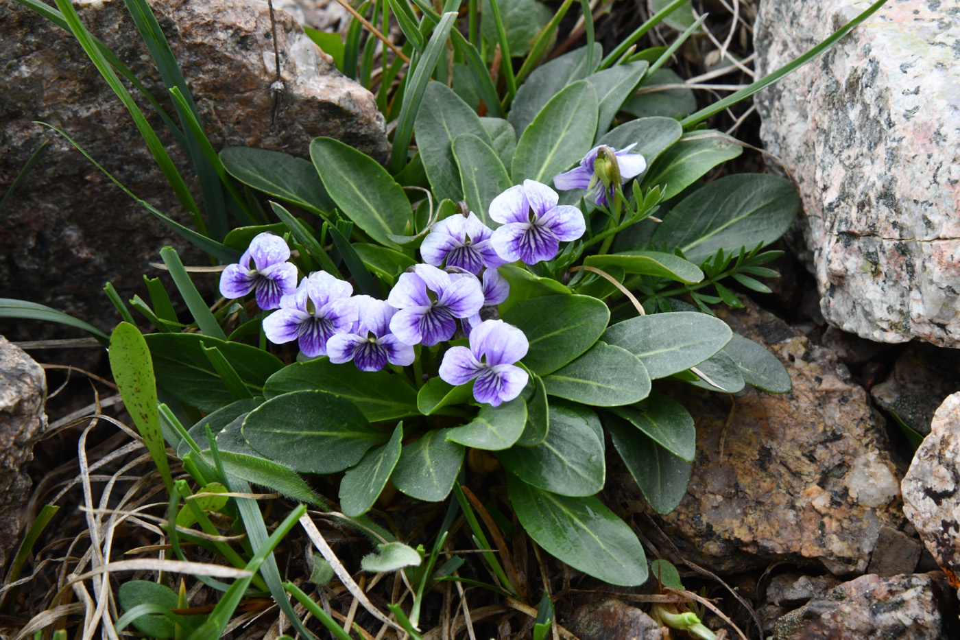 Image of Viola thianschanica specimen.