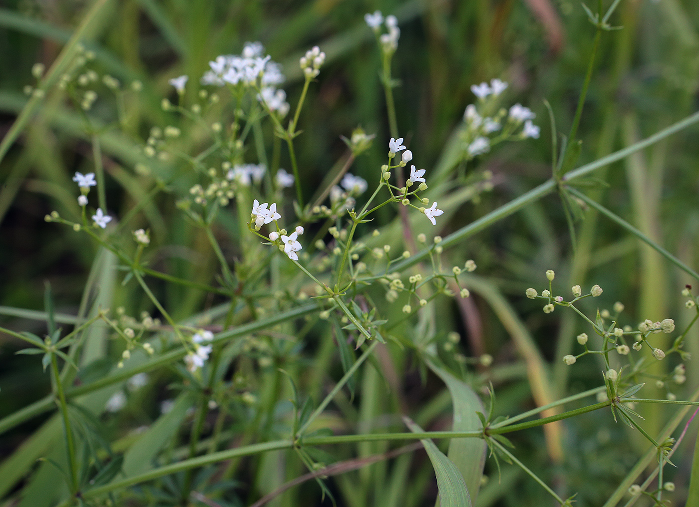 Image of Galium rivale specimen.