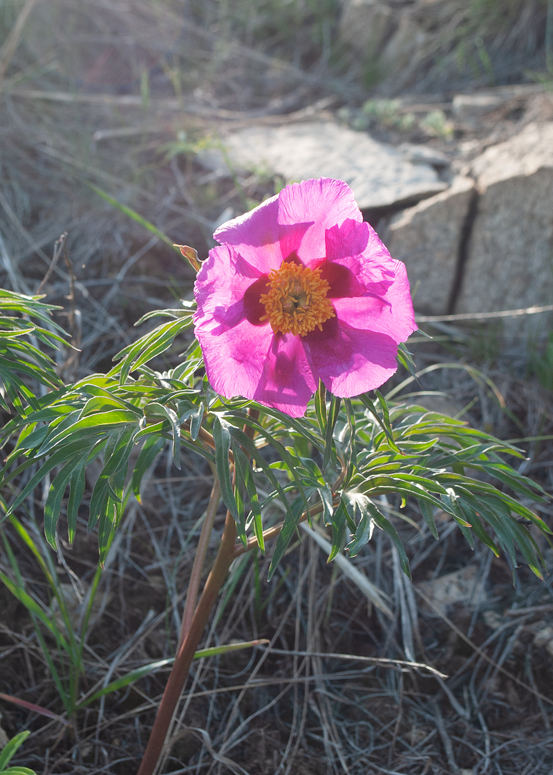 Image of Paeonia hybrida specimen.