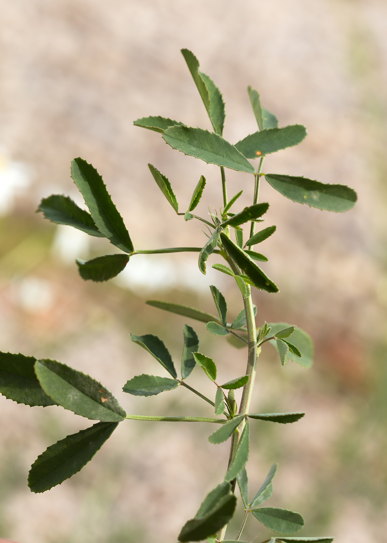 Image of genus Melilotus specimen.