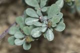 class Magnoliopsida. Верхушки побегов. Крым, Бахчисарайский р-н, окр. с. Соколиное, обрывистый берег р. Коккозка. 04.04.2024.