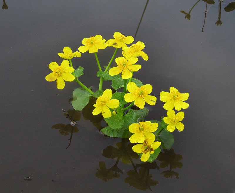Image of Caltha palustris specimen.