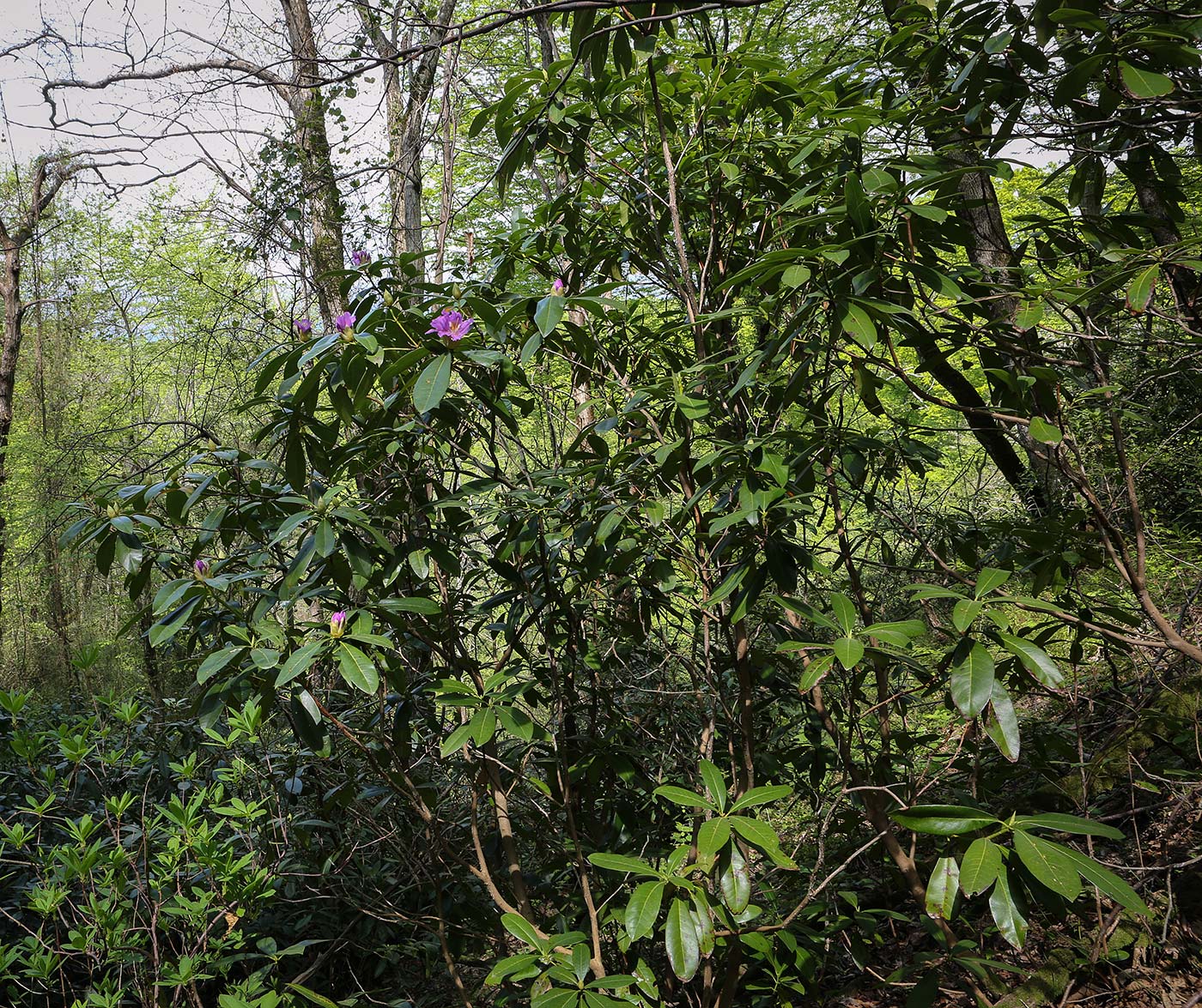 Изображение особи Rhododendron ponticum.