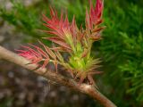 Sorbaria sorbifolia. Часть ветви с молодым побегом. Беларусь, Минская обл., Мядельский р-н, национальный парк \"Нарочанский\", п-ов Наносы, этнокультурный комплекс \"Наносы\", в озеленении. 01.04.2024.