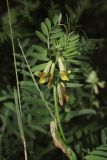 Vicia ciliatula