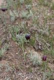 Fritillaria meleagroides