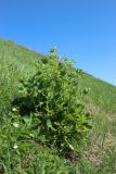 Chelidonium majus