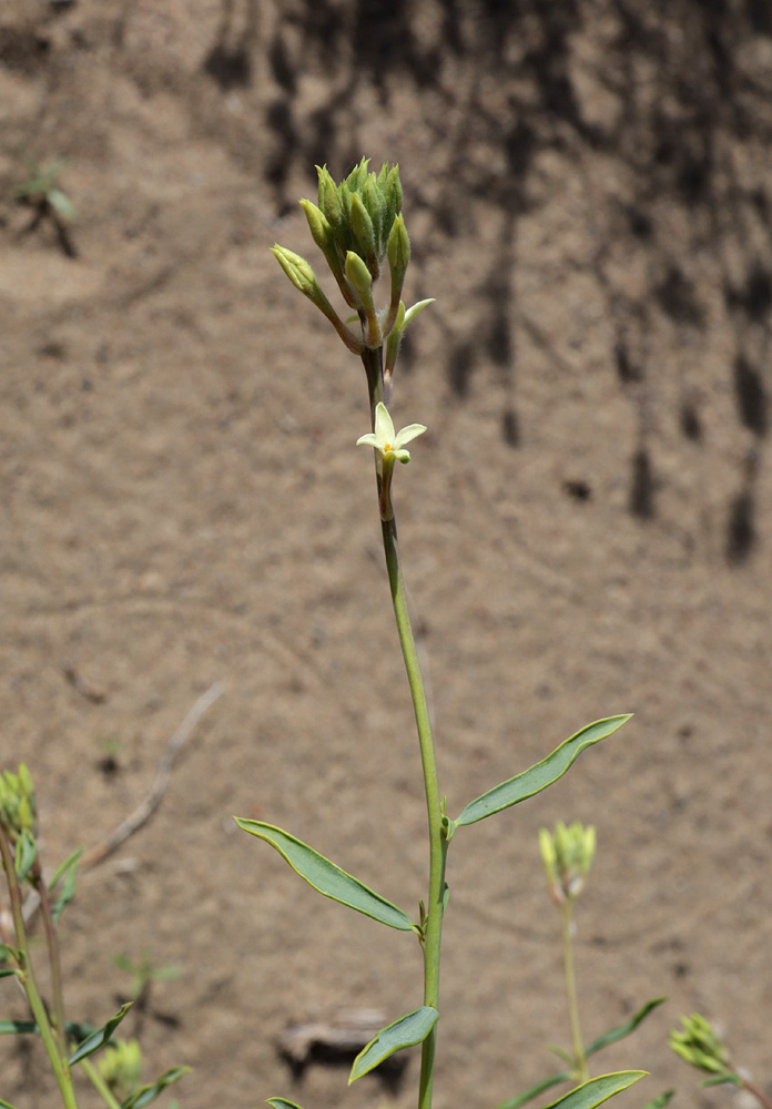 Image of Dendrostellera ammodendron specimen.