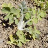 Chelidonium majus