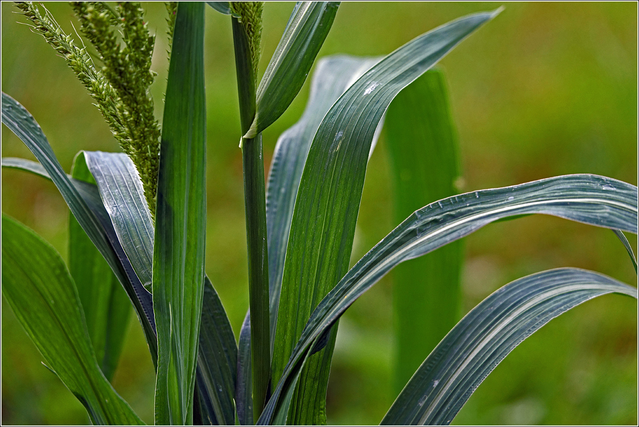 Image of genus Echinochloa specimen.