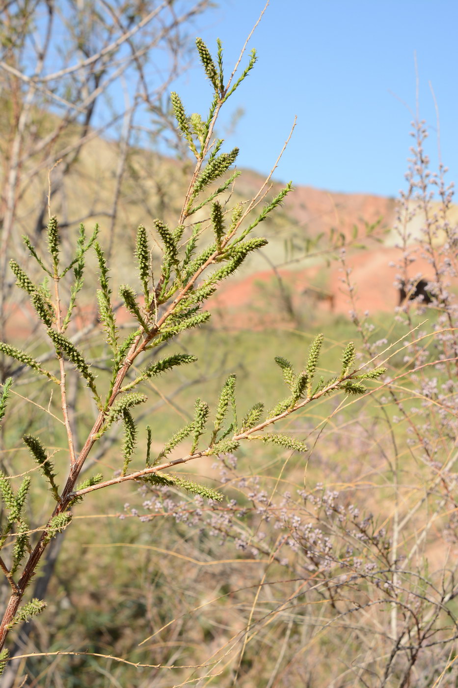 Изображение особи Salix wilhelmsiana.