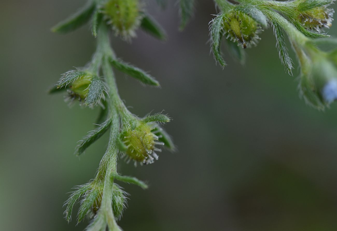 Image of genus Lappula specimen.