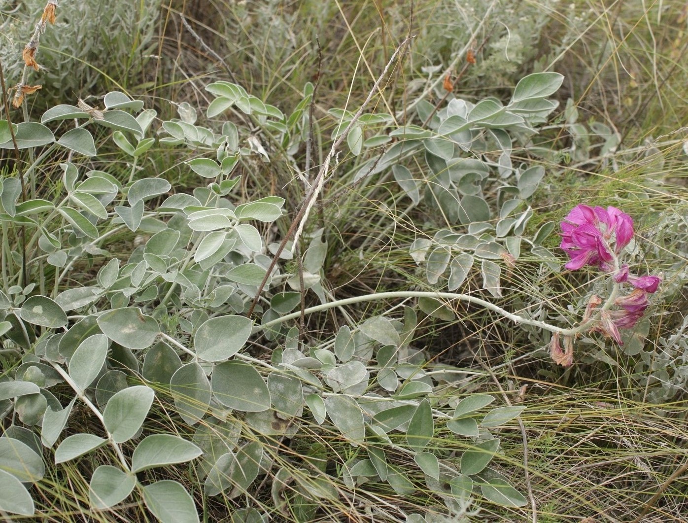 Изображение особи Hedysarum argyrophyllum.