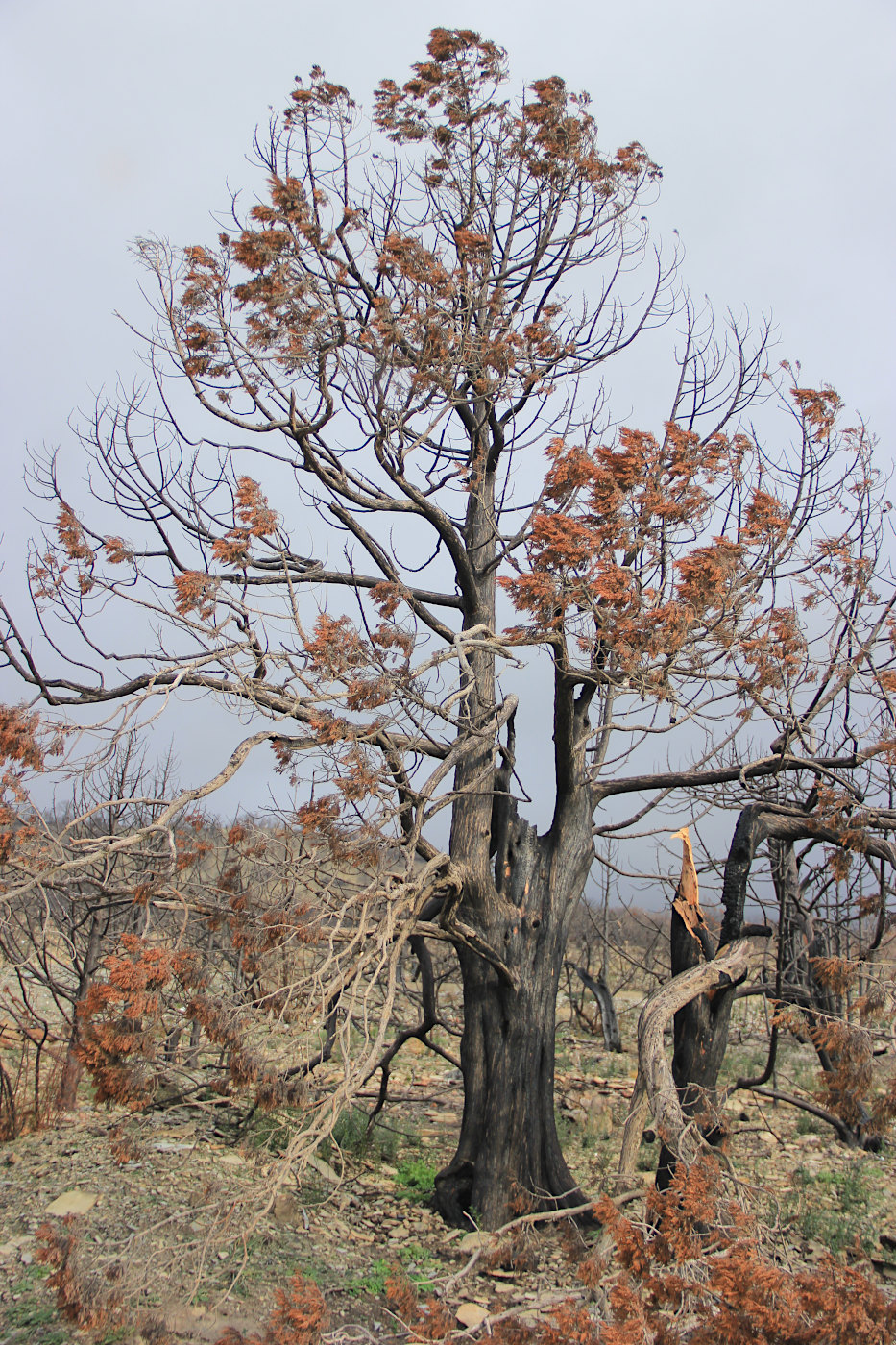 Image of Juniperus excelsa specimen.